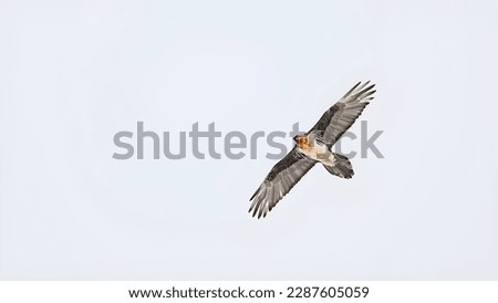 Similar – Awesome bird of prey in flight