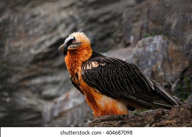 Bearded Vulture, Gypaetus Barbatus, Detail Portrait Of Rare Mountain Bird, Sitting On The Rock, Animal In Stone Habitat, Morocco. 