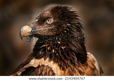 Bearded Vulture, Gypaetus barbatus, detail portrait of rare mountain bird in rocky habitat in Spain - young. Close-up portrait of beautiful mountain bird, Europe, sitting on the nest in stone rock.