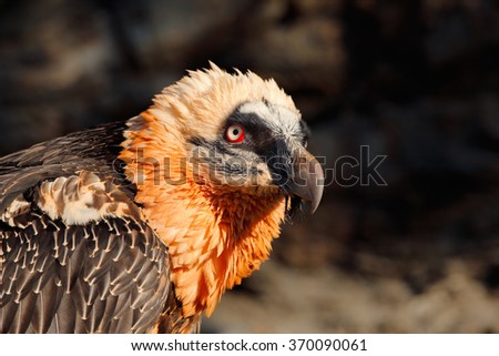 Bearded Vulture, Gypaetus barbatus, detail portrait of rare mountain bird in rocky habitat in Spain.
