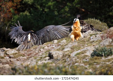 The Bearded Vulture (Gypaetus Barbatus), Also Known As The Lammergeier Or Ossifrage On The Feeder. Two Adult Bird Scavenger On Meadow, One Juvenile Behind Them. An Unusual Flock Of Vultures Together.