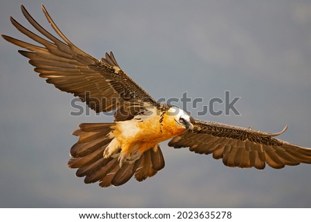Bearded vulture (Gypaetus barbatus) landing in the Spanisch mountains. Lammergier landend in de Spaanse Pyreneeën.