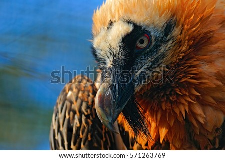 Bearded Vulture, Gypaetus barbatus, on the stone, detail bill portrait, Spain. Wildlife scene from nature. Orange bird, close-up portrait.