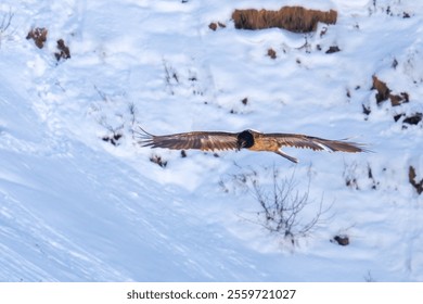 a bearded vulture, gypaetus barbatus, a very large bird of prey, is flying in the alps of austria in the hohe tauern national park, at a winter day - Powered by Shutterstock