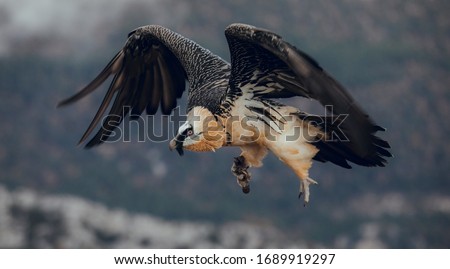 Bearded Vulture or Lammergeier, Gypaetus barbatus, flying bird on the rock mountain. Rare mountain bird, fly in winter, animal in stone habitat, with food on legs