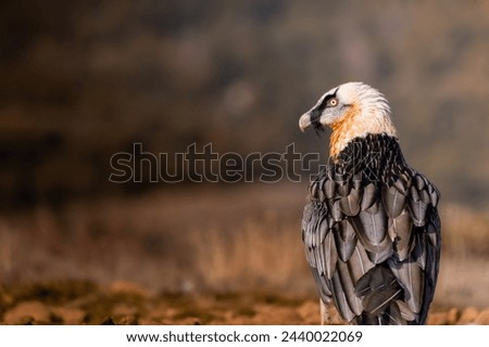 bearded vulture in the mountains
