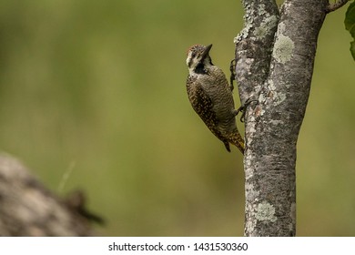 Bearded Woodpecker
Latin Name: Dendropicos Namaquus