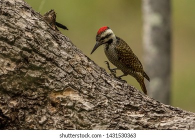 Bearded Woodpecker
Latin Name: Dendropicos Namaquus