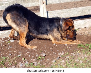 A Beardy Dog Looking For A Buried Bone