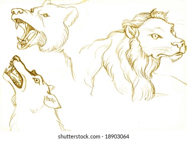 Bear,lion and wolf on a white background - Shutterstock ID 18903064
