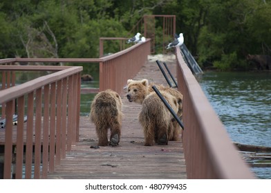 bears