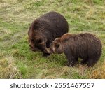 Bears at the Alaska Wildlife Conservation Center in Girdwood, Alaska