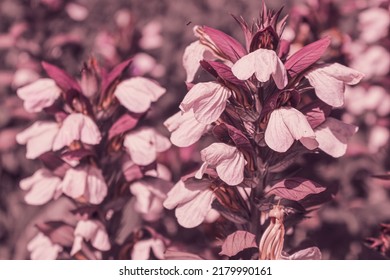 Bear's Breeches In Bloom, Filters Used.