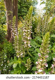 Bear's Breeches Plant In New Zealand