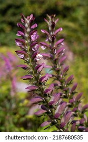 Bear's Breeches Plant With A Tall Flower Spike