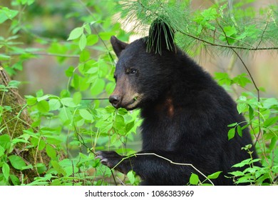 Bears Cades Cove Smoky Mountain National Stock Photo 1086383969 ...