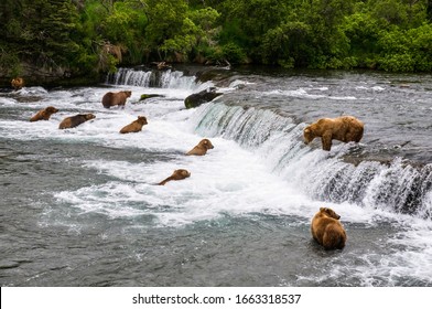 Bears Fishing Salmon At Brooks Fall In Katmai National Park And Preserve, Alaska