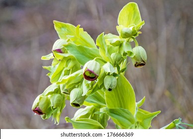 Bears Foot; Helleborus Foetidus