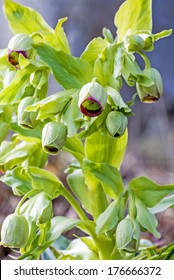 Bears Foot; Helleborus Foetidus