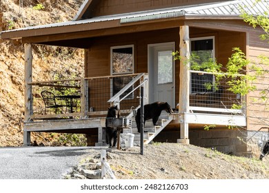 Bears in front of a wooden cabin in the Great Smoky Mountains scavenging for food. The bears are inspecting the outdoor grill and front porch. - Powered by Shutterstock