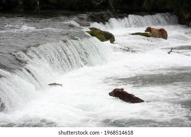 Bears Hunting Salmon | July 7, 2016 | Katmai National Park And Preserve, AK