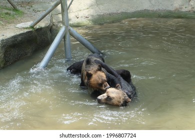 Bears Joking Around In The Canal