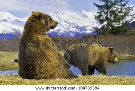 Bears on the river