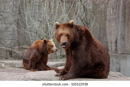 Bears On The Rock In Warsaw Zoo