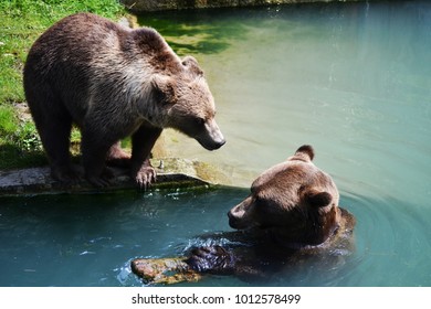 bears in the pond