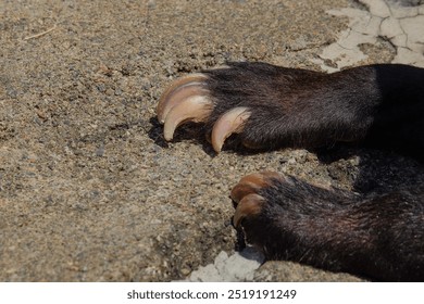 The bear's visible toenails are long and sharp. Close up of a bear's paw at the zoo. To claw to protect yourself - Powered by Shutterstock