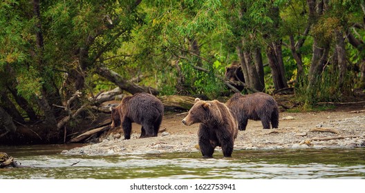 Bears Went Out Of The Forest For Fishing