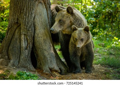 Bears From Zarnesti City, Brasov County, Transylvania, Romania