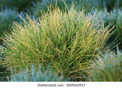 Bearskin Fescue In Sunny October