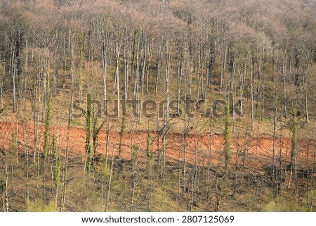 beaten path through the forest