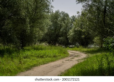 Beaten path through a forested area in rural Serbia