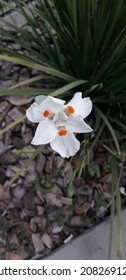 Beathy Flower In Garden On Shopping Boulevard In Belo Horizonte