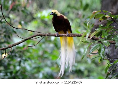 Beatiful Bird Of Paradise On Branch, Cendrawasih Bird