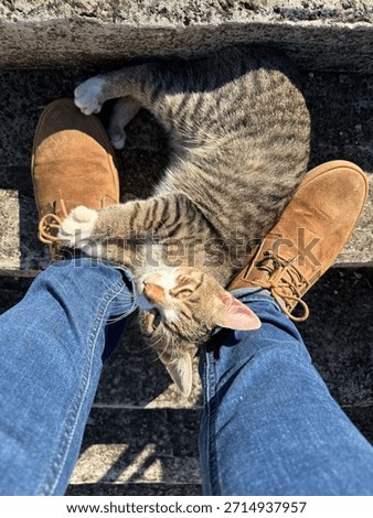Beatiful chilling cat lying between legs 