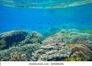 Beatiful coral reef near island Bunaken, Indonesia.