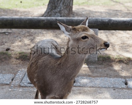 beatiful creatures in the world