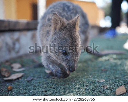 beatiful creatures in the world