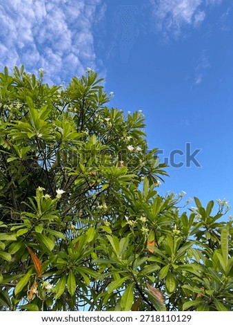 Beatiful flowe with blue sky
