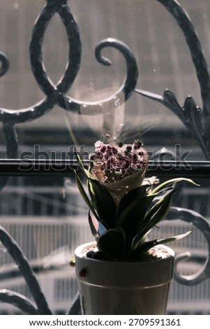 Beatiful Flower by the Window