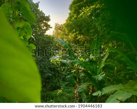 Beatiful Forest God Create It