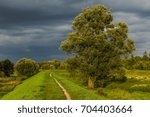 Beatiful landscape with path and tree in Poland