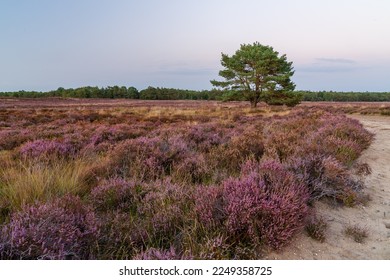 The beatiful nature at it's best; blooming fields of heather combined with Birch- and Pinetrees at the Ermelosche Heide, Netherlands.