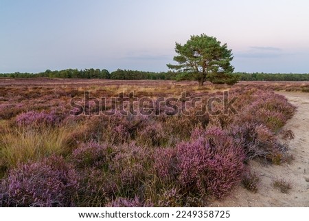 The beatiful nature at it's best; blooming fields of heather combined with Birch- and Pinetrees at the Ermelosche Heide, Netherlands.