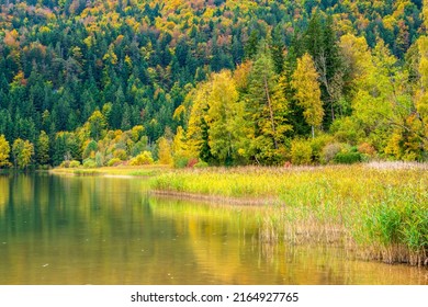 beatiful panoramic landscape with meadow and trees