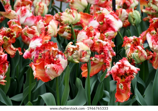 Beatiful Parrot tulip flower \'‘Estella\
Rijnveld ,Apricot Parrot, white and red-flamed. Growth in spring\
garden nature, sweet romantic and freshness flower, concept nature\
texture background.