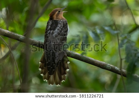 A beatiful Pavonine Cuckoo (Dromococcyx pavoninus) in the Atlantic Forest.
